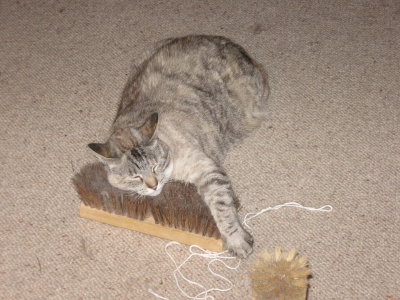 Emy and the brush