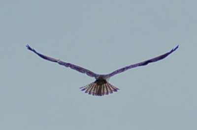 Osprey from Astern 1