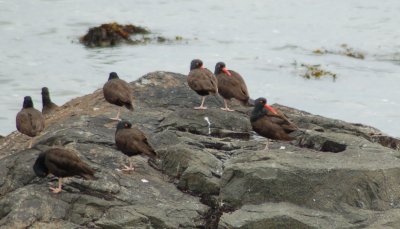 Oystercatchers