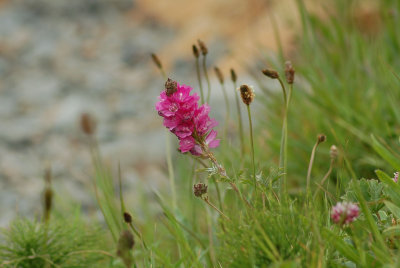 flower1
