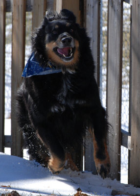 Douglas Running