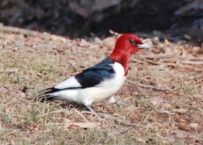 DSC_0101.jpg