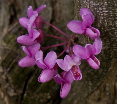 Plum Flowers