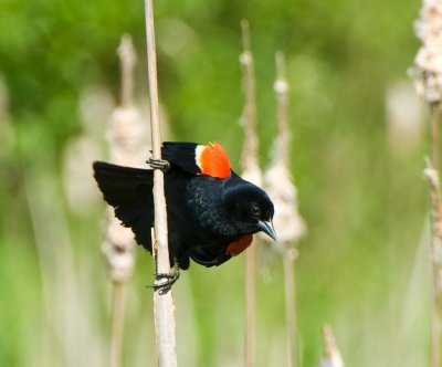 Red Winged Blackbird, Male