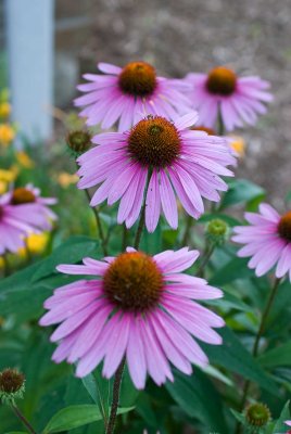 DSC_2264.jpg