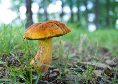 Pretty Fungi