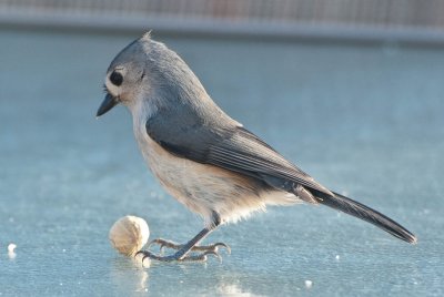 Tufted Titmouse