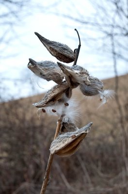 Opened seed pods