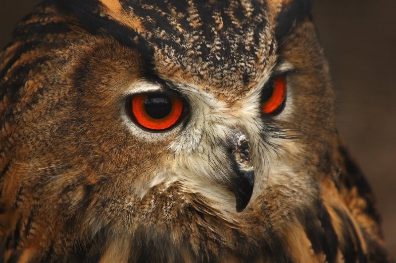Screech Owl Sanctuary, Cornwall