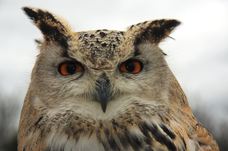 Siberian /Turkmanian Eagle Owl