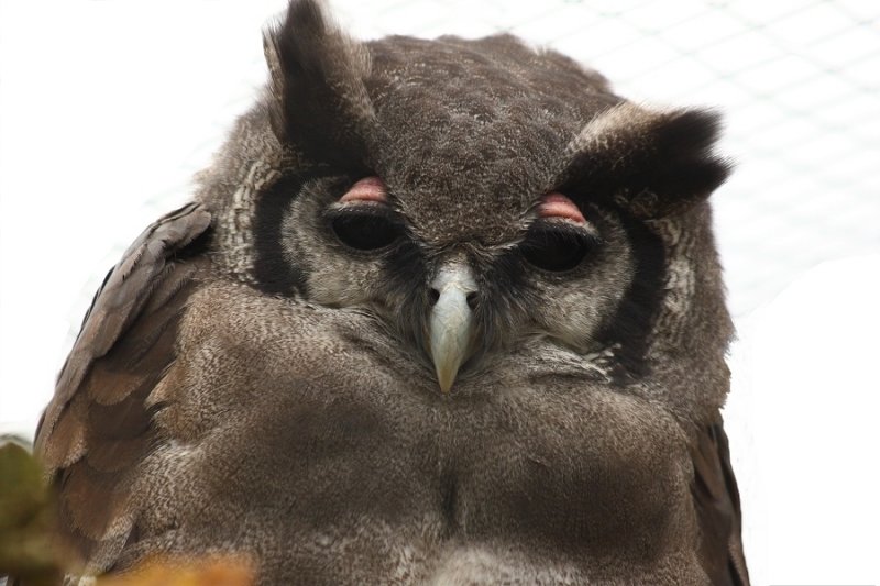 Milky Eagle Owl