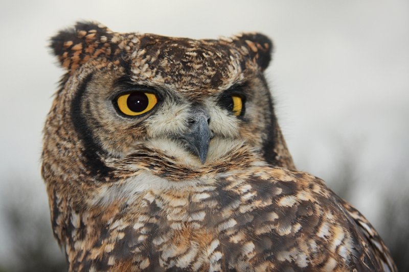 Cape Eagle Owl