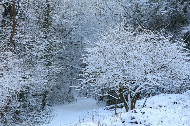 The Morning After the Snowstorm