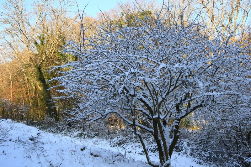 The Morning After the Snowstorm