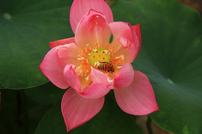 Bee on a Lotus Flower, Li Garden, Wuxi