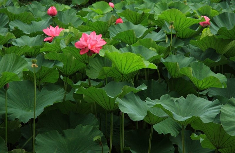 Lotus flowers, the Humble Administrator's Garden, Suzhou