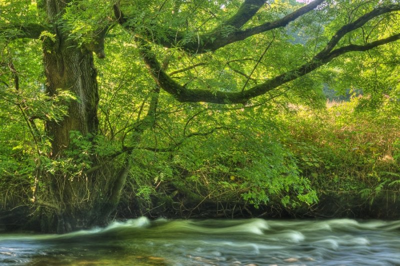 Tree on the banks of the River Fowey, Respryn