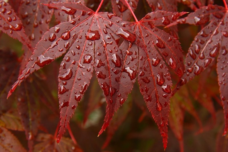 Rainy day acer revisited