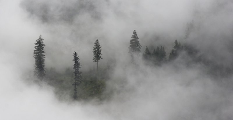 Hillside Trees in Cloud