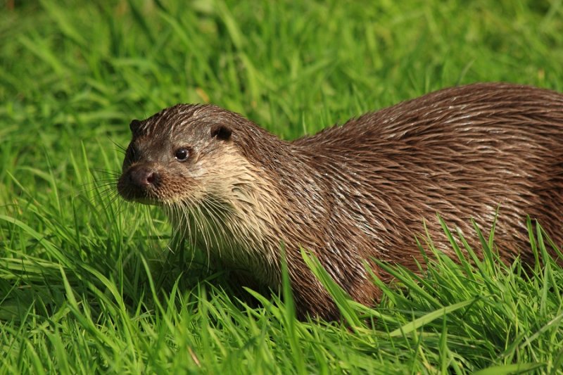 Otter