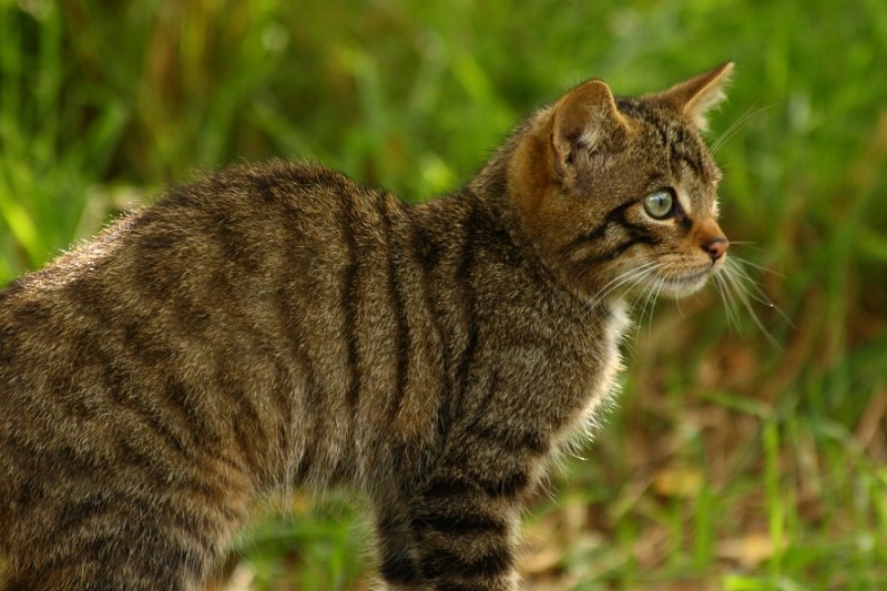 Scottish Wildcat (kitten)