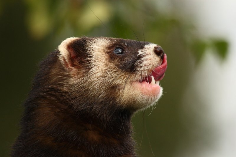 Polecat