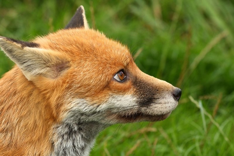 'Marley', a dog fox