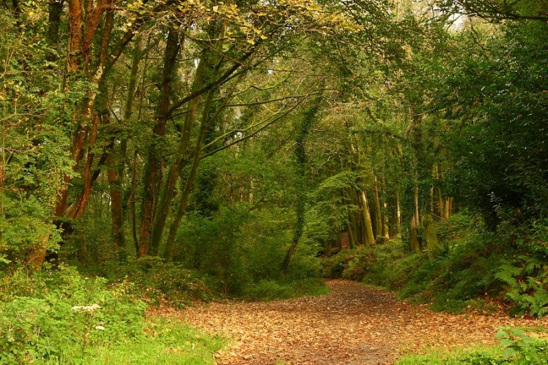 Woodland path, early Autumn