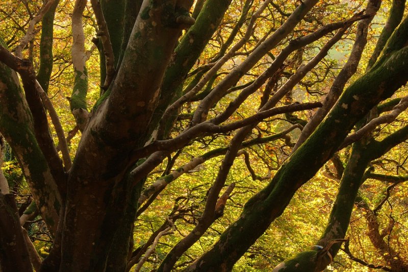 Bare Tree, Autumnal Background