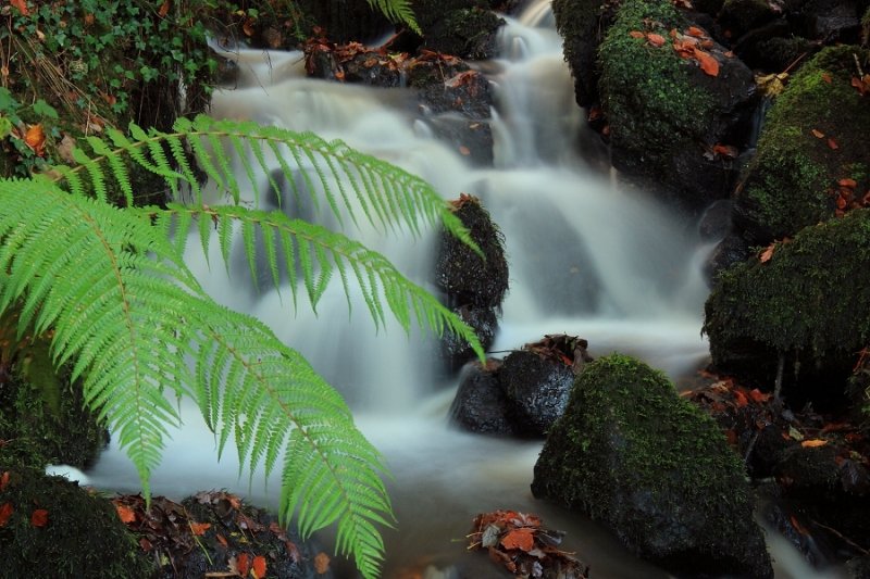 Cascade and Ferns