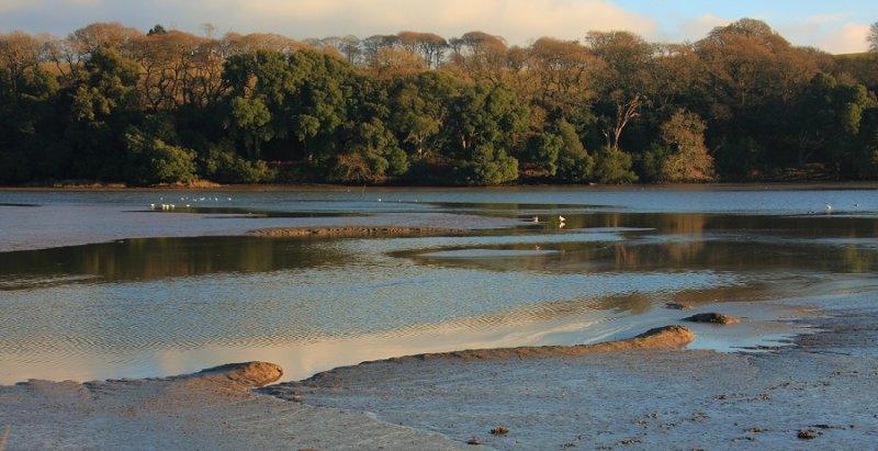 Tresillian Estuary at Pencalenick