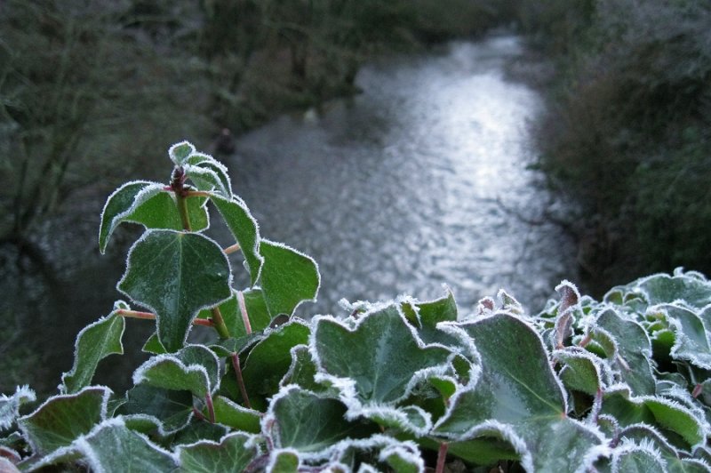 Frost on ivy