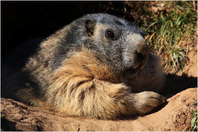 Chilled marmot