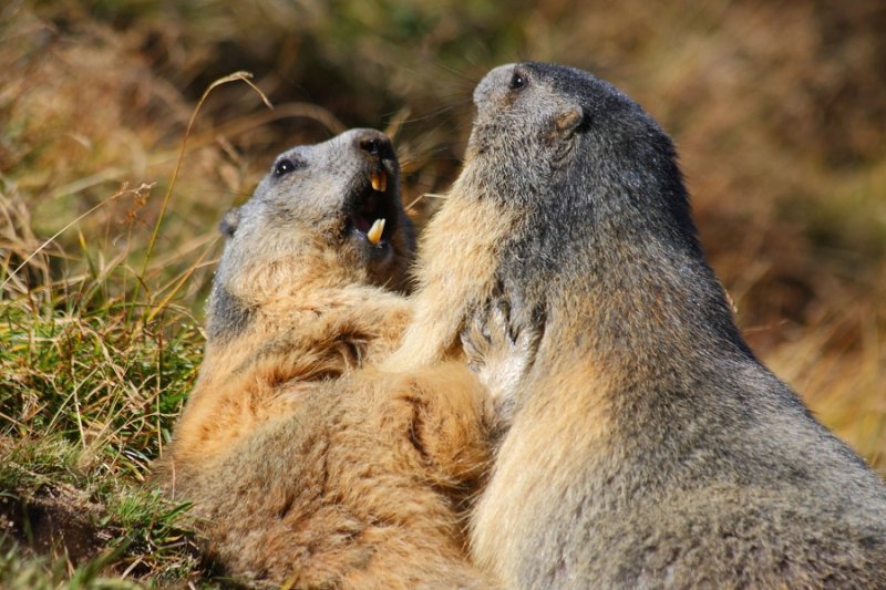 Marmot fight!