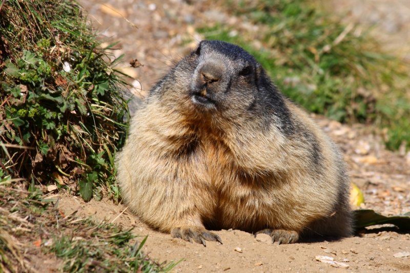 Curious marmot