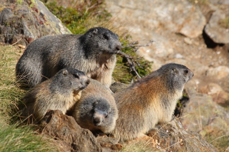 Marmot family