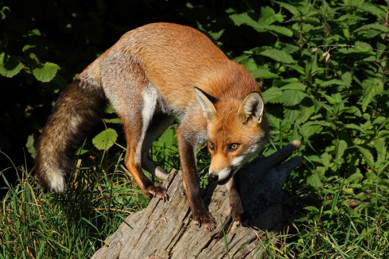 7-month old male fox cub, 'Ellis'