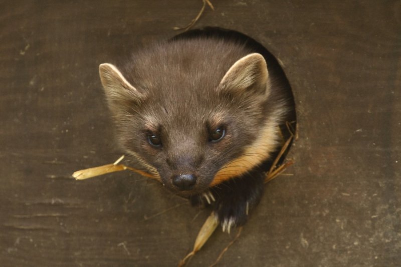 A pine marten peeps out of his resting place