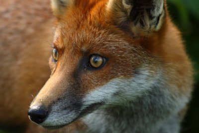 Intense stare