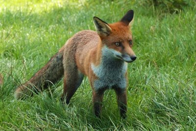 One of Flos cubs