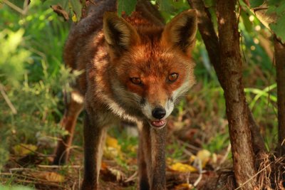 Biscuit, the elusive vixen