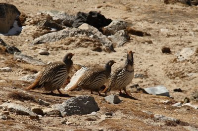 Tibetan Snow Cocks