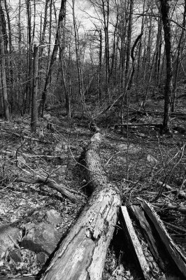 DSC_2621_bw.jpg
