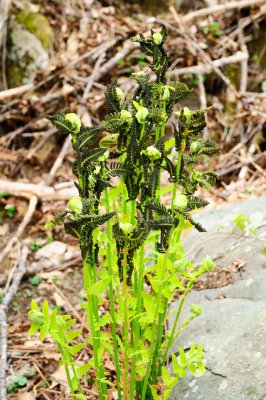 DSC_2640_s.jpg