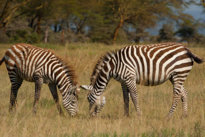 Lake Nakuru NP