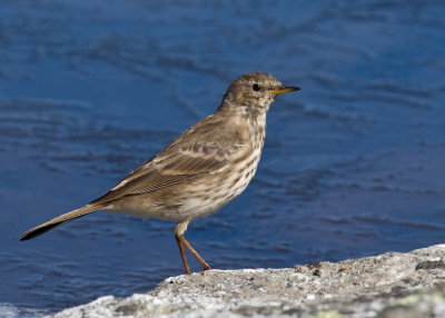 water pipit at Czerwony Staw