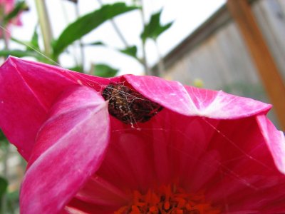 Dahlia Spider 01