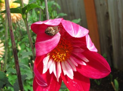 Dahlia Spider 02