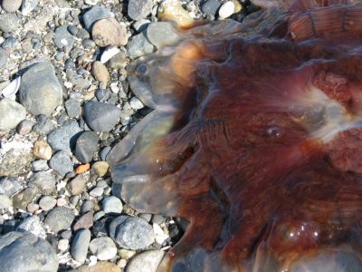 Jellyfish closeup