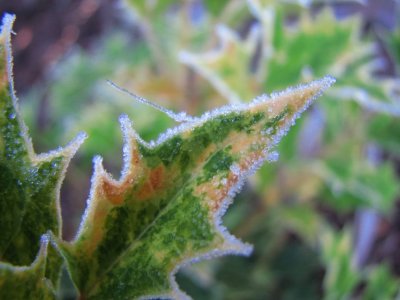 Goshiki Holly-Leaf Osmanthus